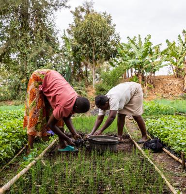Indigenous woman harvesting in Kenya