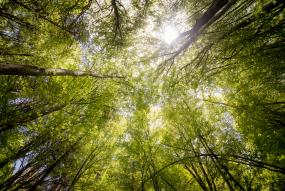 FSC Sustainable Intensification