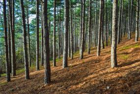 North Macedonia forest