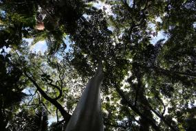 Canopy of the Amazon Forest, Brazil