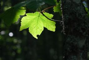 AAF Banner Normative Newsfeed