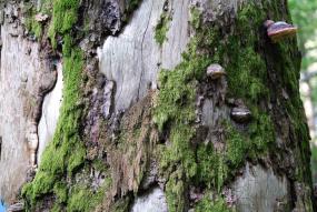 CoC Banner Normative Newsfeed