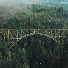Bridge forest 1