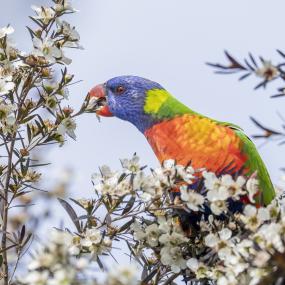 Rainbow Lorikeet