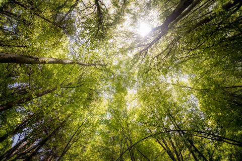 FSC Sustainable Intensification