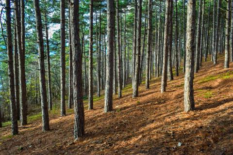 North Macedonia forest