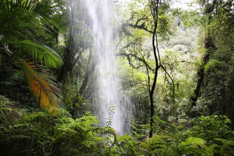 Forest water Brazil