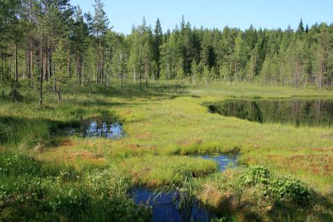 Finland forest