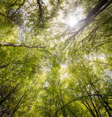 FSC Sustainable Intensification
