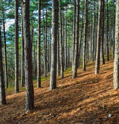 North Macedonia forest