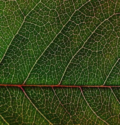 Close up green leaf