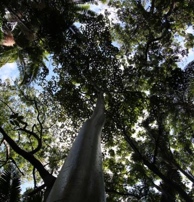 Canopy of the Amazon Forest, Brazil