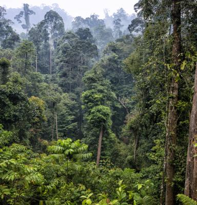 Borneo Indonesia