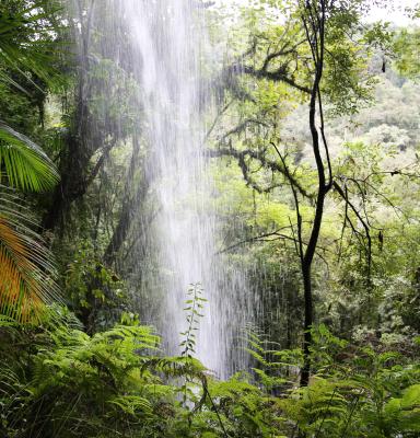 Forest water Brazil