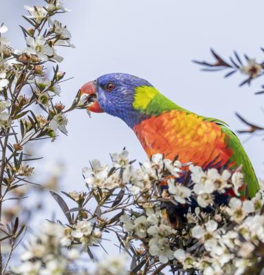 Rainbow Lorikeet