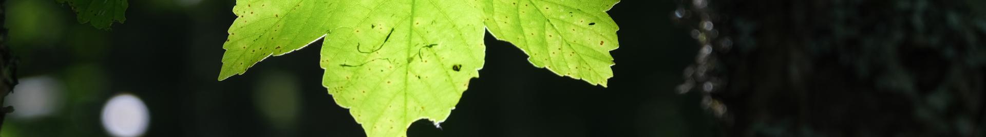 AAF Banner Normative Newsfeed