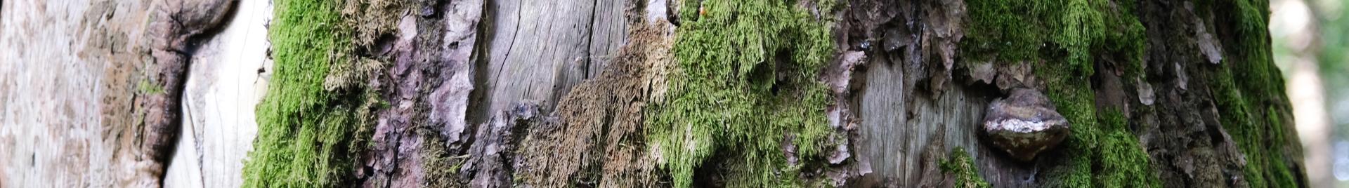 CoC Banner Normative Newsfeed