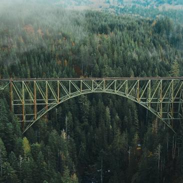 Bridge forest 1