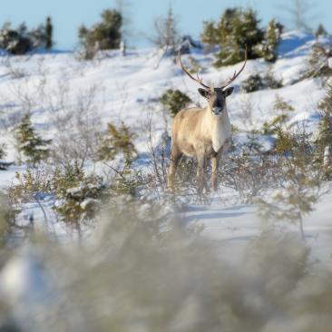 Caribou biodiversity_umbrella species