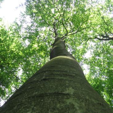 Upward view of a tall tree trunk leading to a dense canopy of bright green leaves, with sunlight filtering through the foliage.