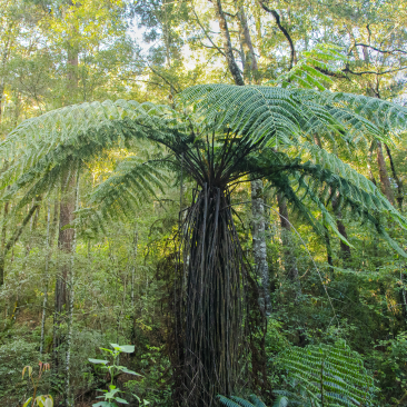 A tall tree fern with long arching fronds stands in a dense, sunlit forest of slender trees and green undergrowth.